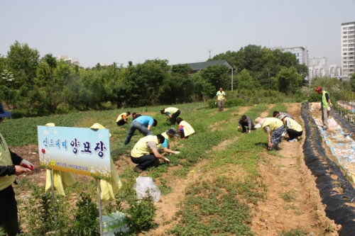 풀 뽑기 작업, 덥지만 재미있네 _1