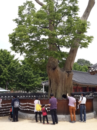 화성행궁 600년 느티나무에 소원 빌어_1