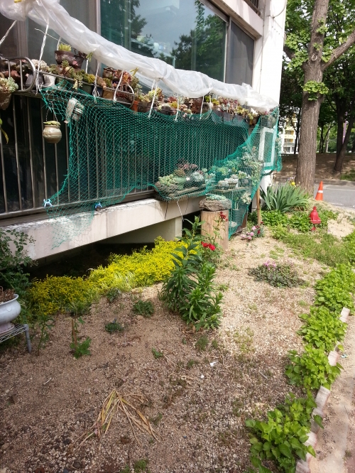 아파트 1층 화단을 가꾸는 이웃들_1