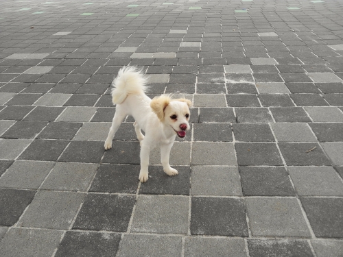 애견과 산책시 필요한 준비물은?_1