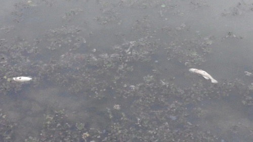 어! 물고기가 죽어있네_1