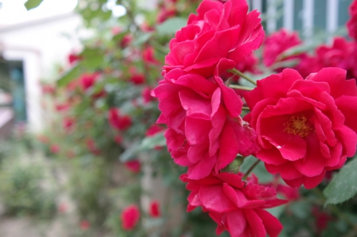 비오는 날 꽃모종하기 좋아_1