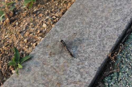 망중한을 즐기다_4