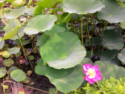 목욕탕에서 일어난 일_1