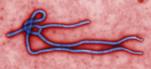에볼라 바이러스,  영통구 보건소 예방수칙 준수 당부_1