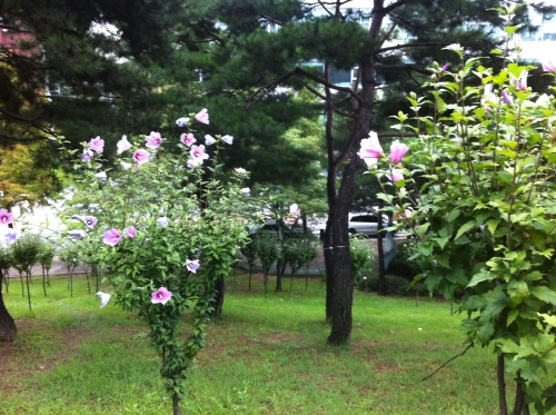 공원에 무궁화 개체수 부족 아쉽다_1