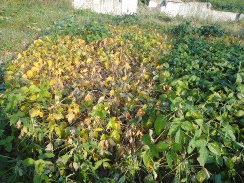 가을 가뭄에 농작물이 타죽는다_1