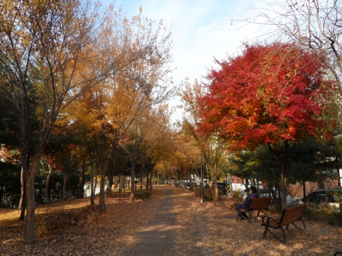 가을 단풍이 아름다운 수원시 거리명소는? _2