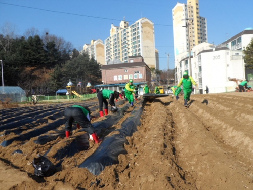 금호동 새마을부녀회 사랑의 감자 파종_1