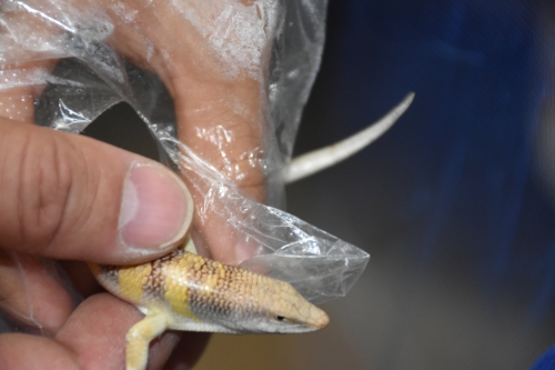 '으악~' 육식동물과 동거하다_1