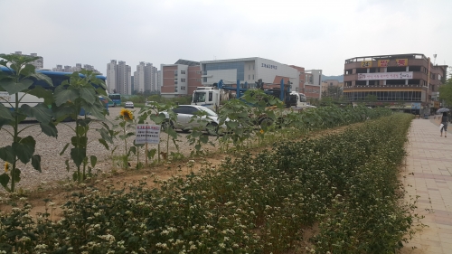 걷고 싶은 메밀꽃길 금호동에 조성_1