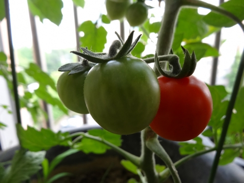 “드디어 방울토마토가 익었네요”_1