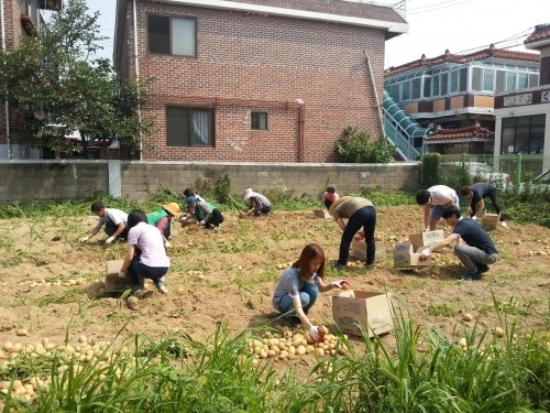 구운동 새마을 3단체 ‘사랑 나눔 감자 수확’ _1