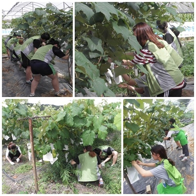 Y-SMU수원포럼 농촌일손돕기 _1