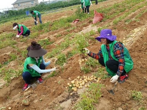 감자수확 나눔사랑 실천_1