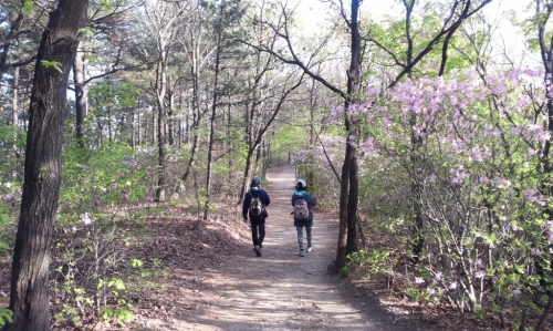 지금 광교산은 철쭉꽃이 한창입니다_1