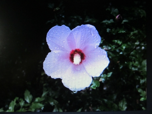 무궁화나무의 접목작업을 바라보며_1