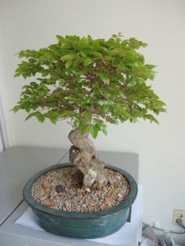 분재는 대자연을 축소, 실내에 옮겨놓고 보는 것_1