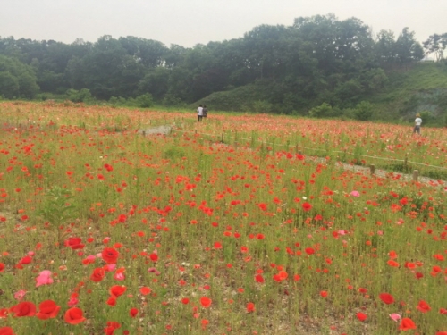 꽃의 여왕, 꽃양귀비 '날 보러와요'_1