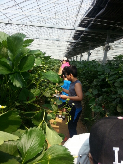 태장동 새마을문고회, 달콤 딸기 체험 가져_2