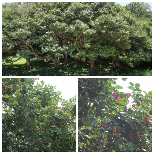 고창 '선운사 골째기' 그 어디쯤 그늘의 피서_3