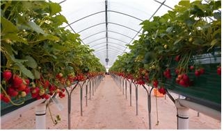 고품질 딸기 생산 재배기술교육_1