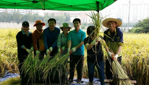 태장동 우렁이 오색미 체험 '추수'_2