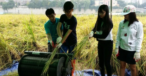 태장동 우렁이 오색미 체험 '추수'_3