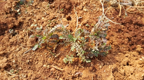 당수동 시민농장에서 농부의 꿈 키우고, 가족 먹거리도 키우고_2