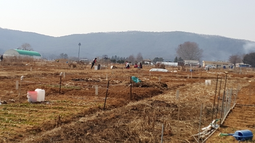 당수동 시민농장에서 농부의 꿈 키우고, 가족 먹거리도 키우고_4