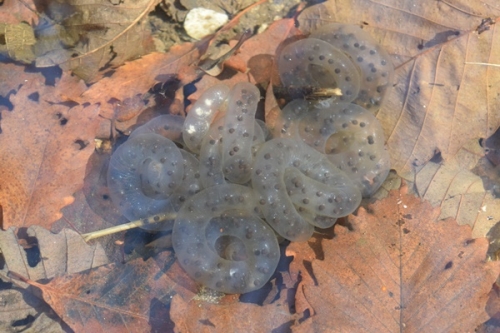 경칩, 도롱뇽도 겨울잠에서 깨어났다_1