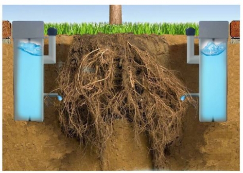 빗물저장 공법을 적용한 가로수의 뿌리 부분이다.뿌리 옆 땅속에 물통이 보인다.