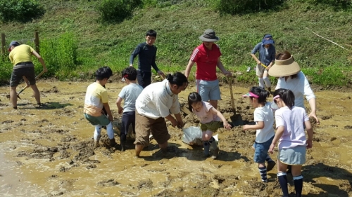 도시공원내 습지에 모내기_2