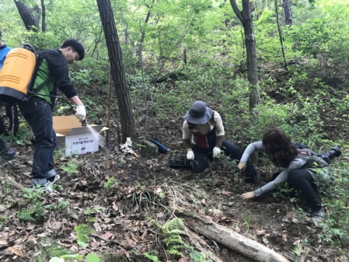 수원시 관계자들이 칠보산에서 칠보치마 이식 작업을 하고 있다.