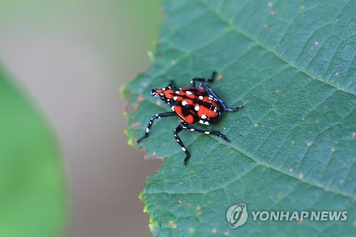 '따뜻한 겨울'에 봄 농사 걱정…병해충 기승 전망_1