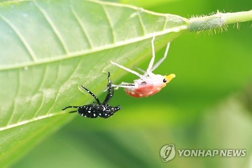 갈색날개매미충 발생 면적 급증…농작물 해충 '비상'_1