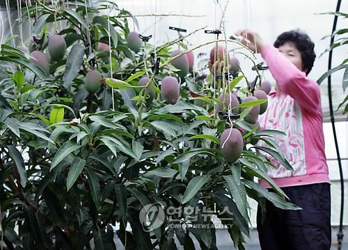 아로니아·나디아·구아바…바뀌는 '과일생산 지도'_1