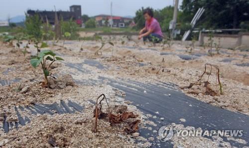 "농민이 먼저 말라 죽겠어요"…밭작물 가뭄피해 확산_1