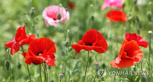 원주 용수골 꽃 양귀비 '활짝'…15∼18일 축제_1