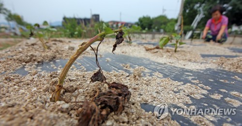 "가뭄 대비 재해보험 가입하세요"…신청 기간 연장_1