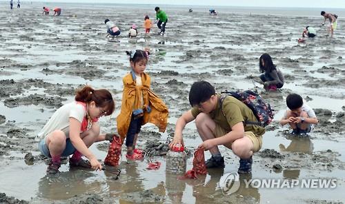 "바닷가서 조개 캐고 장어 잡자" 고창 갯벌축제 28일 개막_1