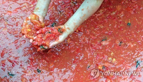 화천토마토축제 열기 '후끈'…황금반지 찾아라 연일 인기_1