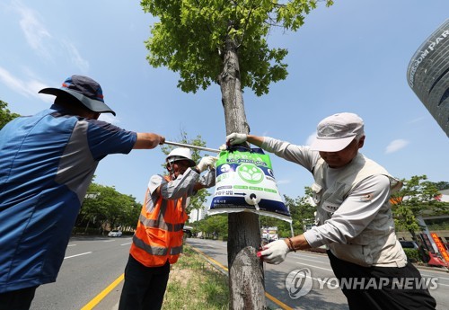 '가뭄에 가로수도 목이 탄다'…황화 현상·고사 피해 확산_1